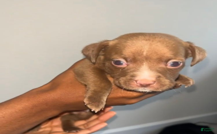 American Pit Bull Terrier dogs for sale - Ad 2