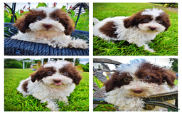 Havapoo dogs for sale: Bella - Image 13