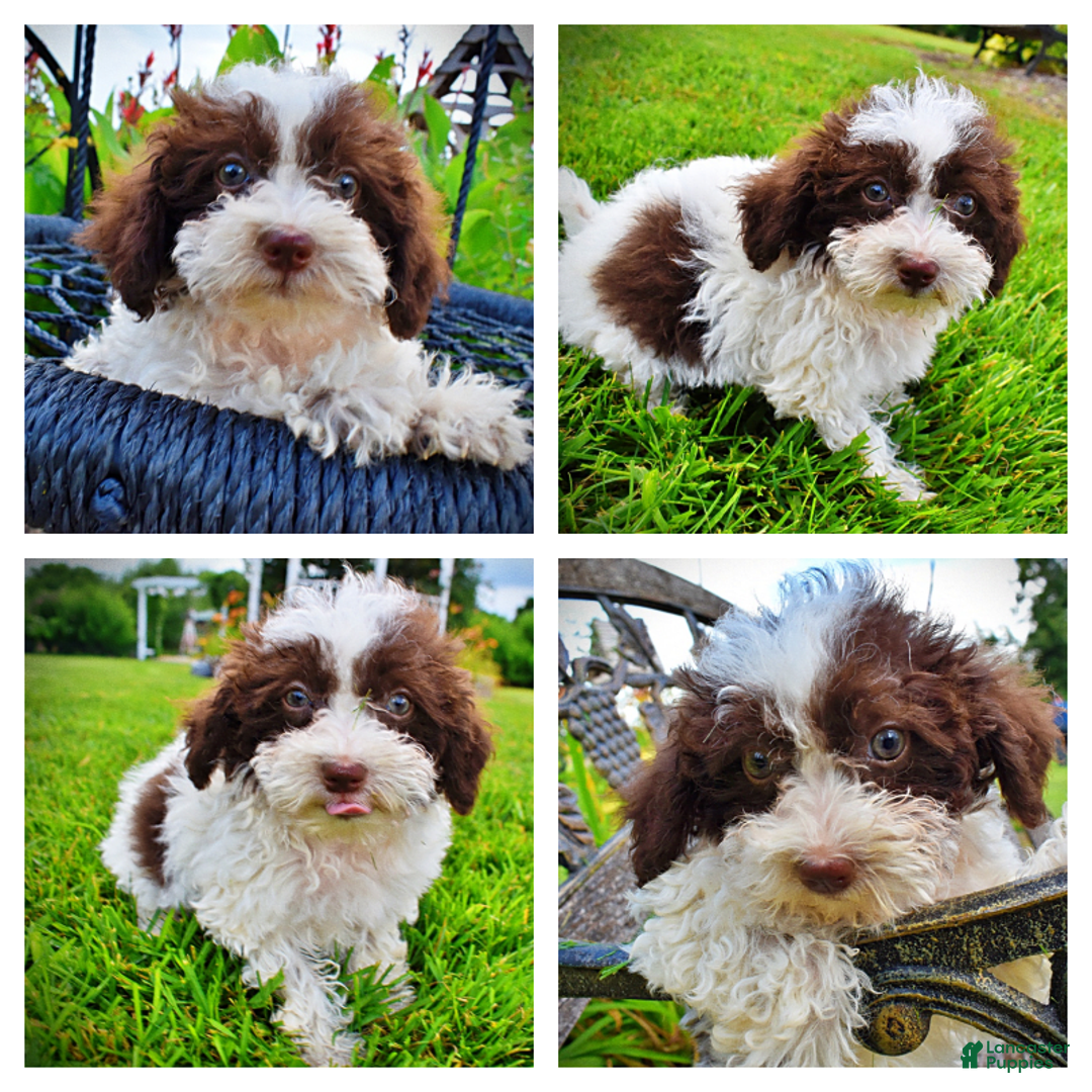Havapoo dogs for sale: Bella - Image 13