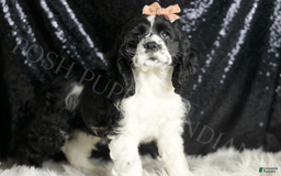 Cocker Spaniel dogs for sale: Lewey - Image 2