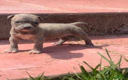 American Bully dogs for sale: Minnie - Image 2