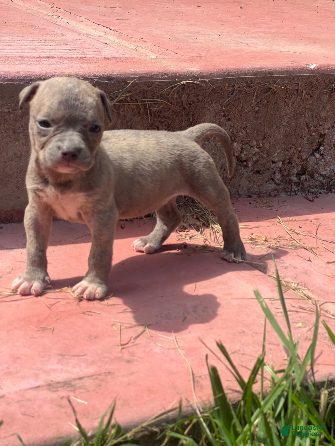 American Bully dogs for sale: Minnie - Image 2
