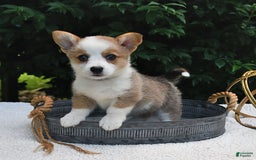 Welsh Corgi Pembroke dogs for sale: Rose - Image 3