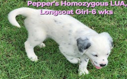 Dalmatian dogs for sale: Peppers Pink Girl - Image 22