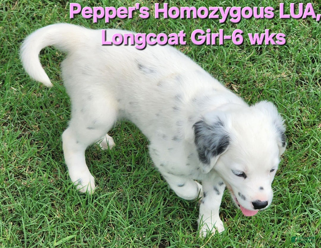 Dalmatian dogs for sale: Peppers Pink Girl - Image 22