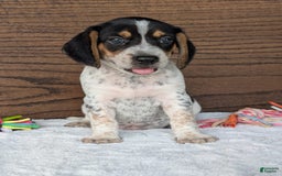 Beagle dogs for sale: Riley - Image 8