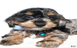 Cockapoo dogs for sale: Will - Image 7