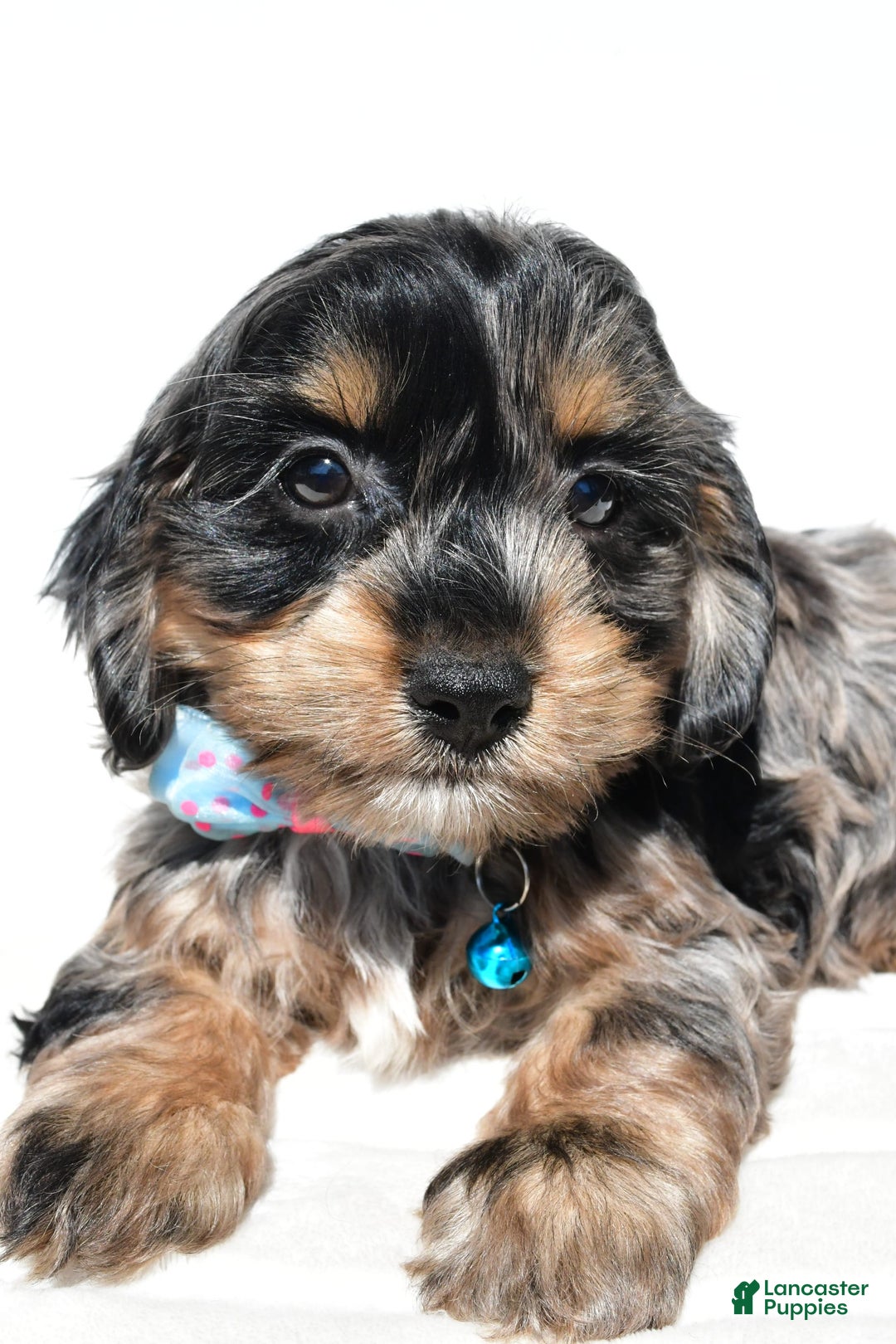 Cockapoo dogs for sale: Will - Image 7