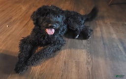 Labradoodle dogs for sale: Ruby - Image 4