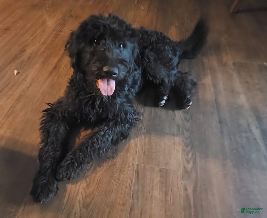 Labradoodle dogs for sale: Ruby - Image 4