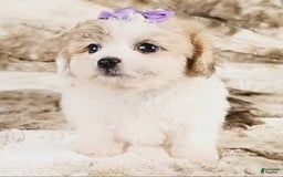 Teddy Bear dogs for sale: Tilly - Image 4