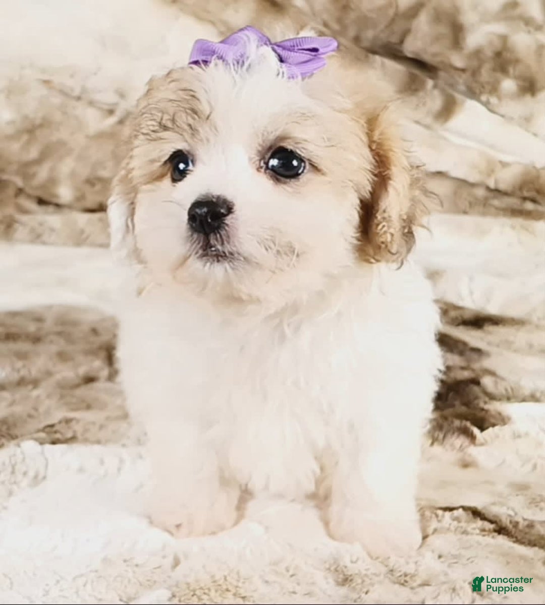 Teddy Bear dogs for sale: Tilly - Image 4
