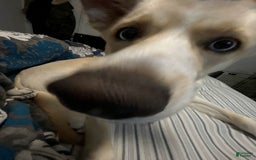 Goberian dogs for sale: Nova - Image 5