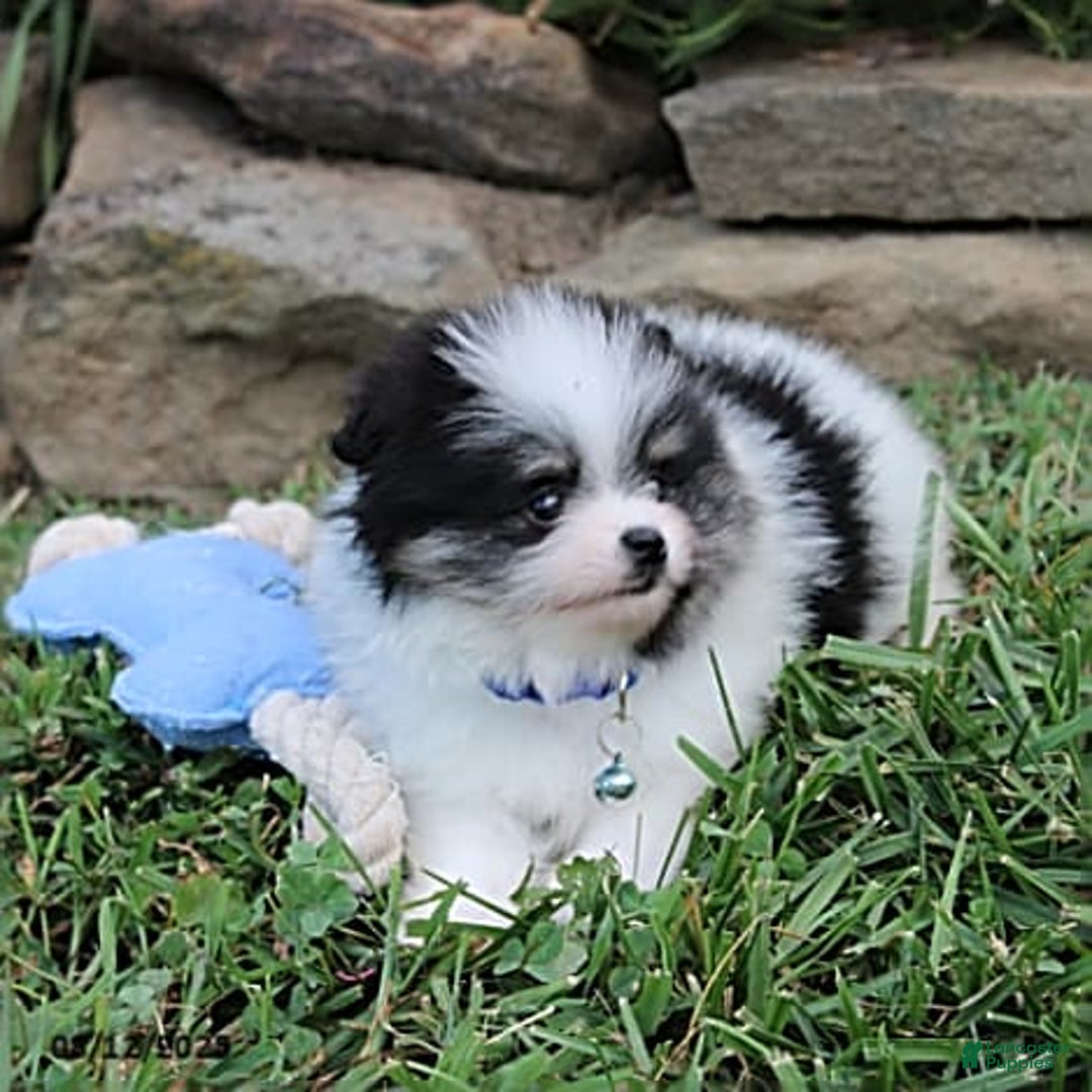 Pomeranian dogs for sale: Karter - Image 12