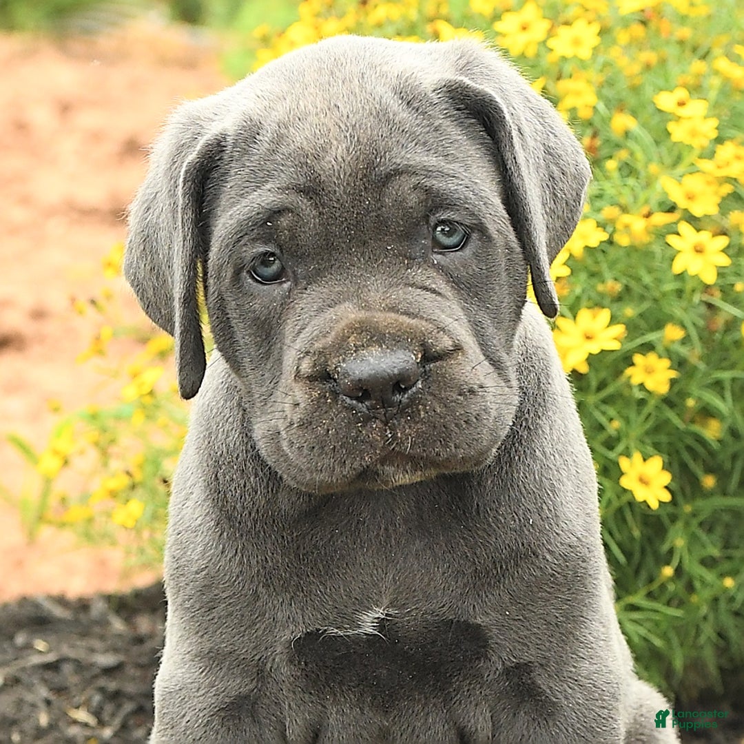 Cane Corso dogs for sale: Indie - Image 3