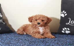 Mini Goldendoodle dogs for sale: Sasha - Image 3