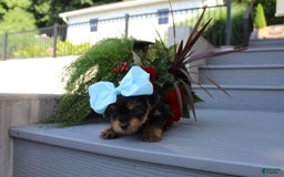 Yorkshire Terrier dogs for sale: Tiny Tim - Image 10