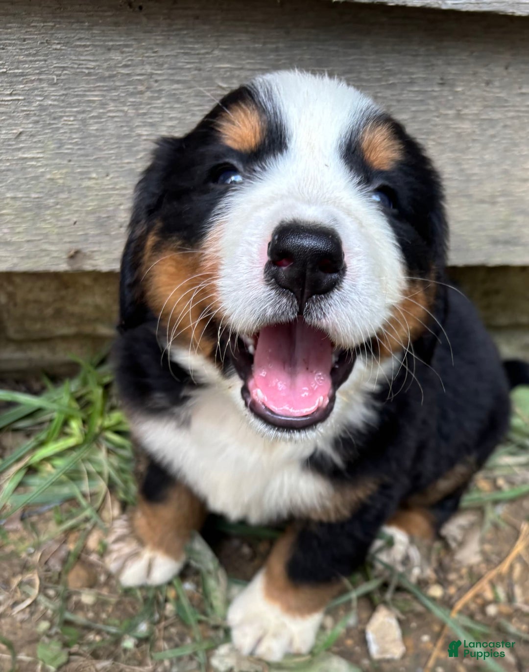 Bernese Mountain Dog dogs for sale: Pink - Image 5