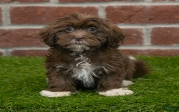 Havanese dogs for sale: Bambi - Image 4