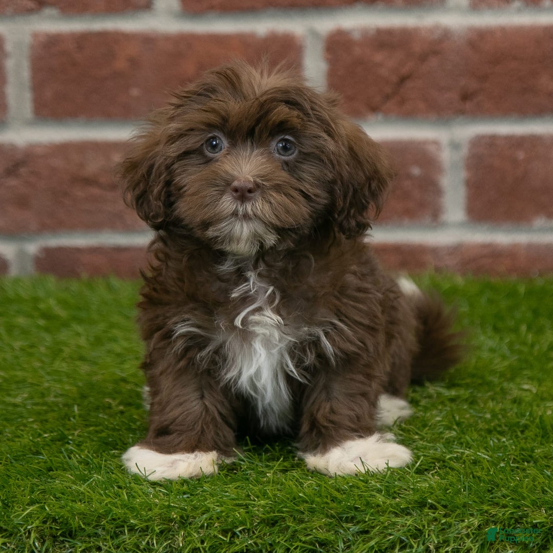 Havanese dogs for sale: Bambi - Image 4
