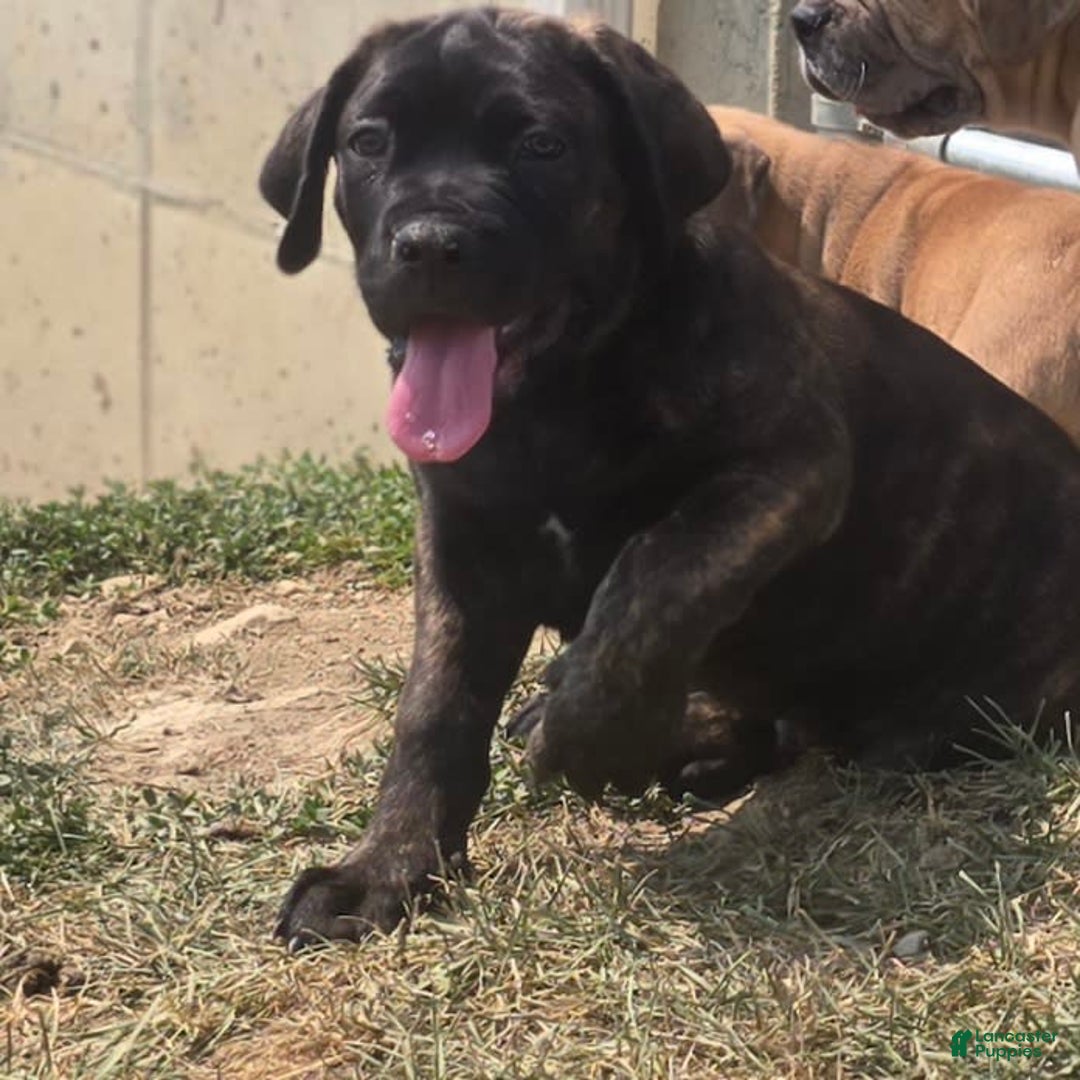Cane Corso dogs for stud: Cane Corso 5 puppies - Image 2