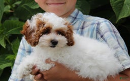 Miniature Poodle dogs for sale: Lily - Image 38