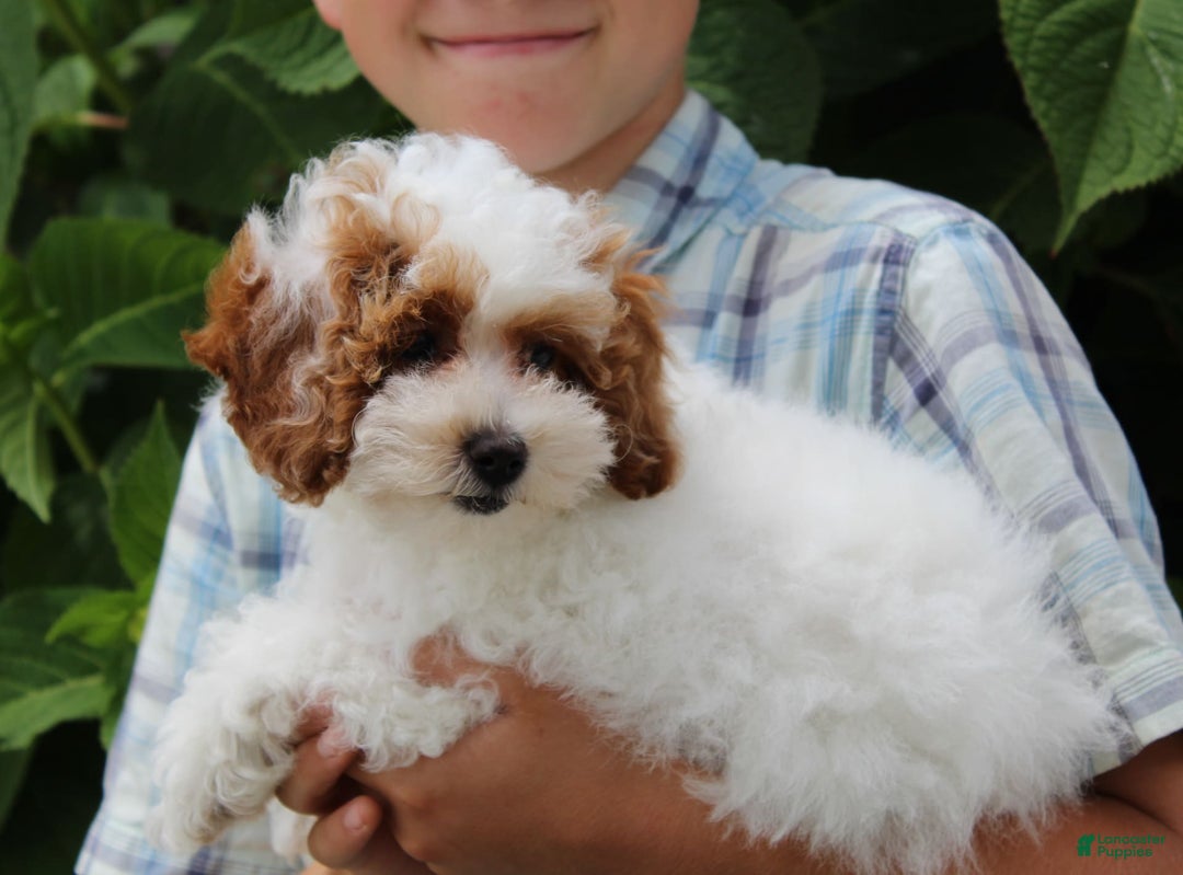 Miniature Poodle dogs for sale: Lily - Image 38