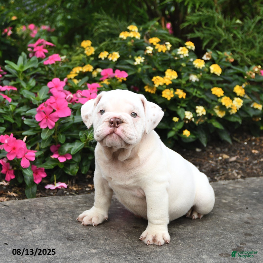 English Bulldog dogs for sale: Blossom - Image 5