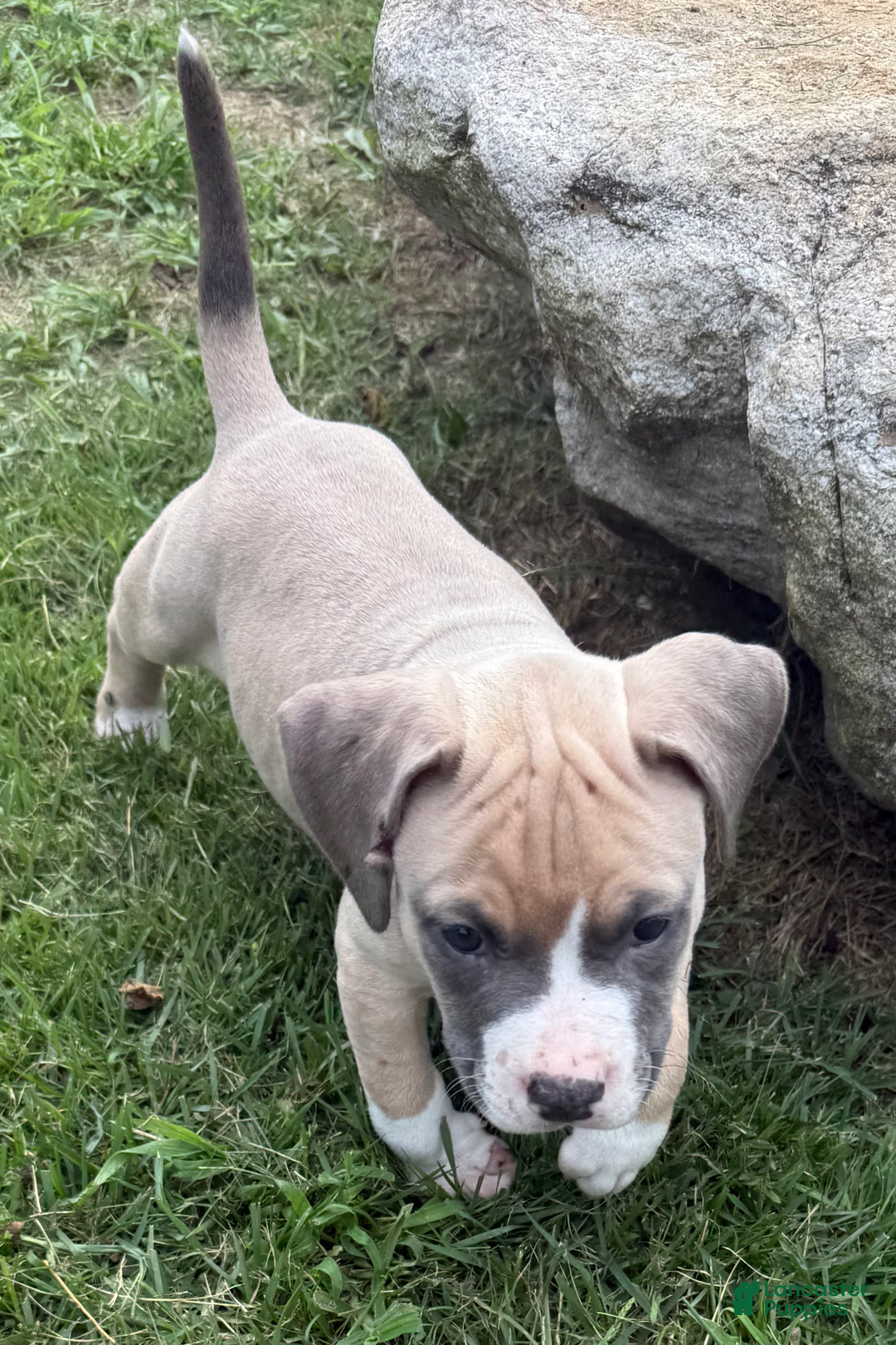 American Pit Bull Terrier dogs for sale: Peanut - Image 15