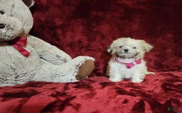 Malshi dogs for sale: Gigi - Image 1