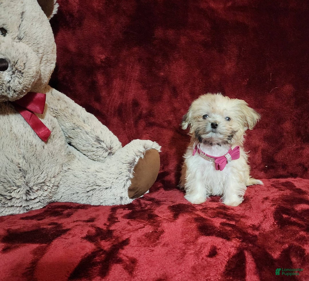 Malshi dogs for sale: Gigi - Image 1