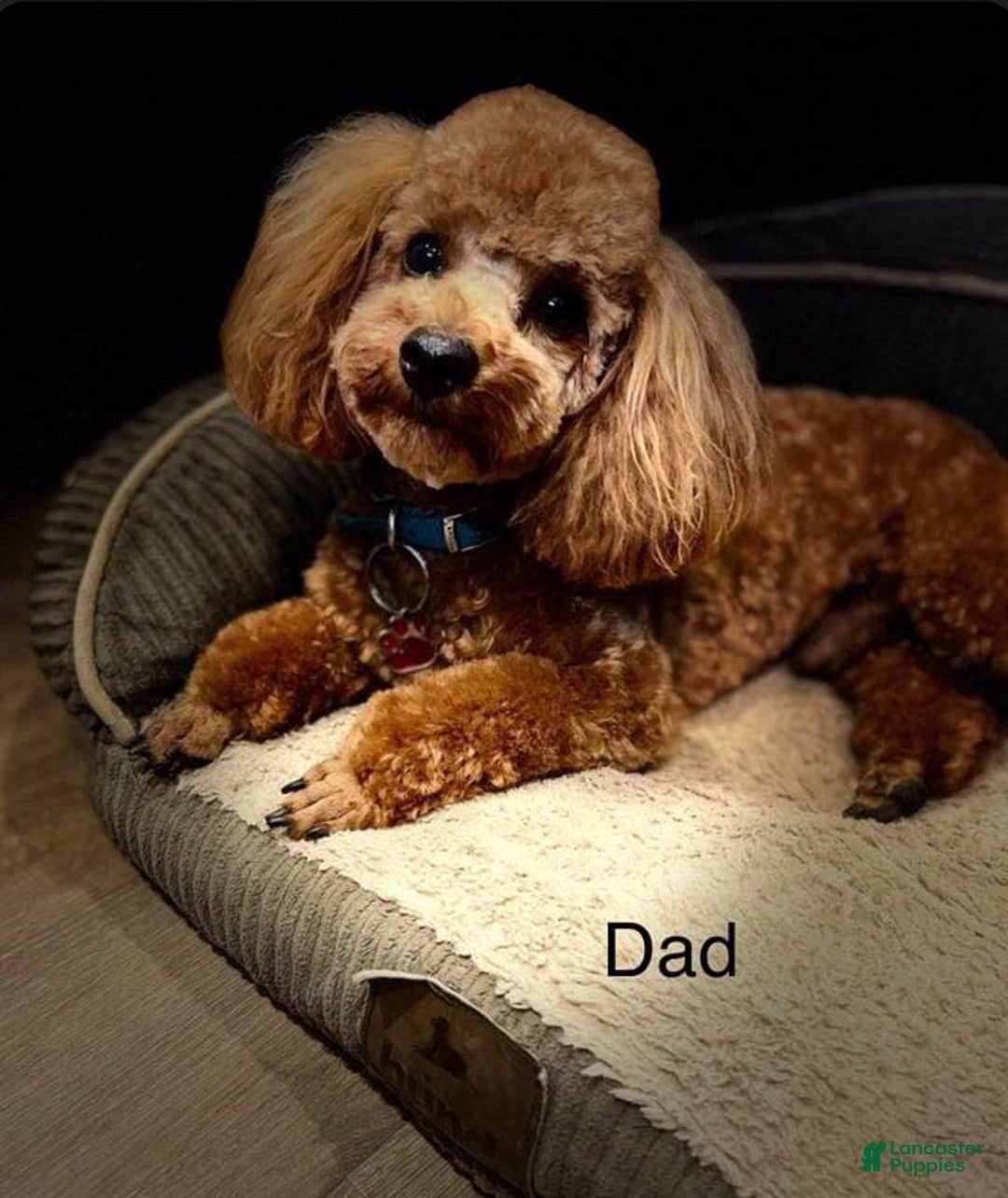 Toy Poodle dogs for sale: Athena - Image 11