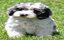 Cockapoo dogs for sale: Caden - Image 1