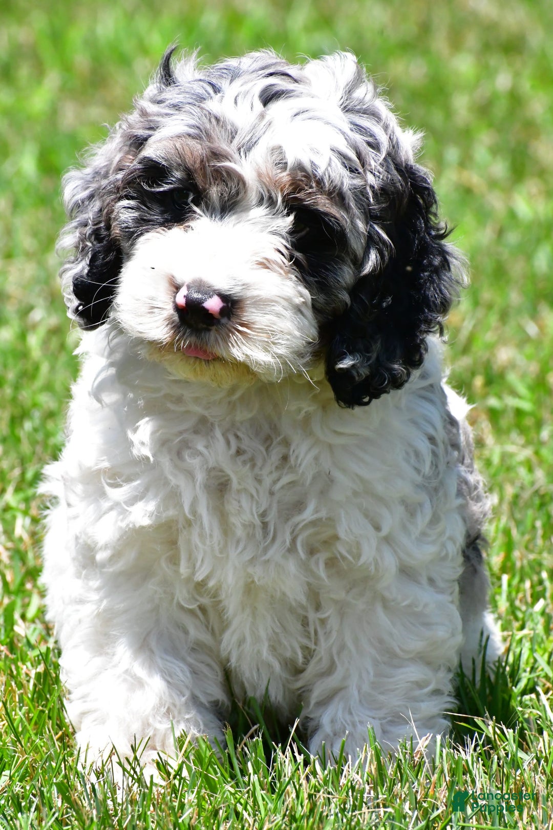 Cockapoo dogs for sale: Caden - Image 1