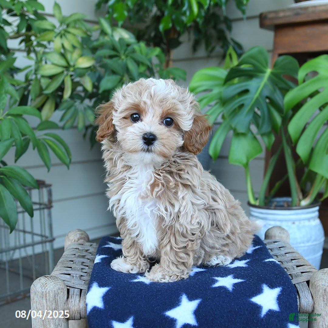Maltipoo dogs for sale: Casey - Image 2