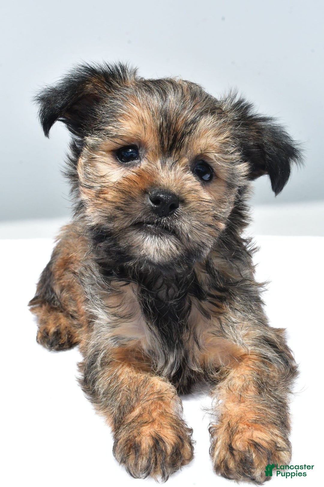 Morkie dogs for sale: Cassidy - Image 3