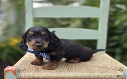 Miniature Dachshund dogs for sale: Bingo - Image 6