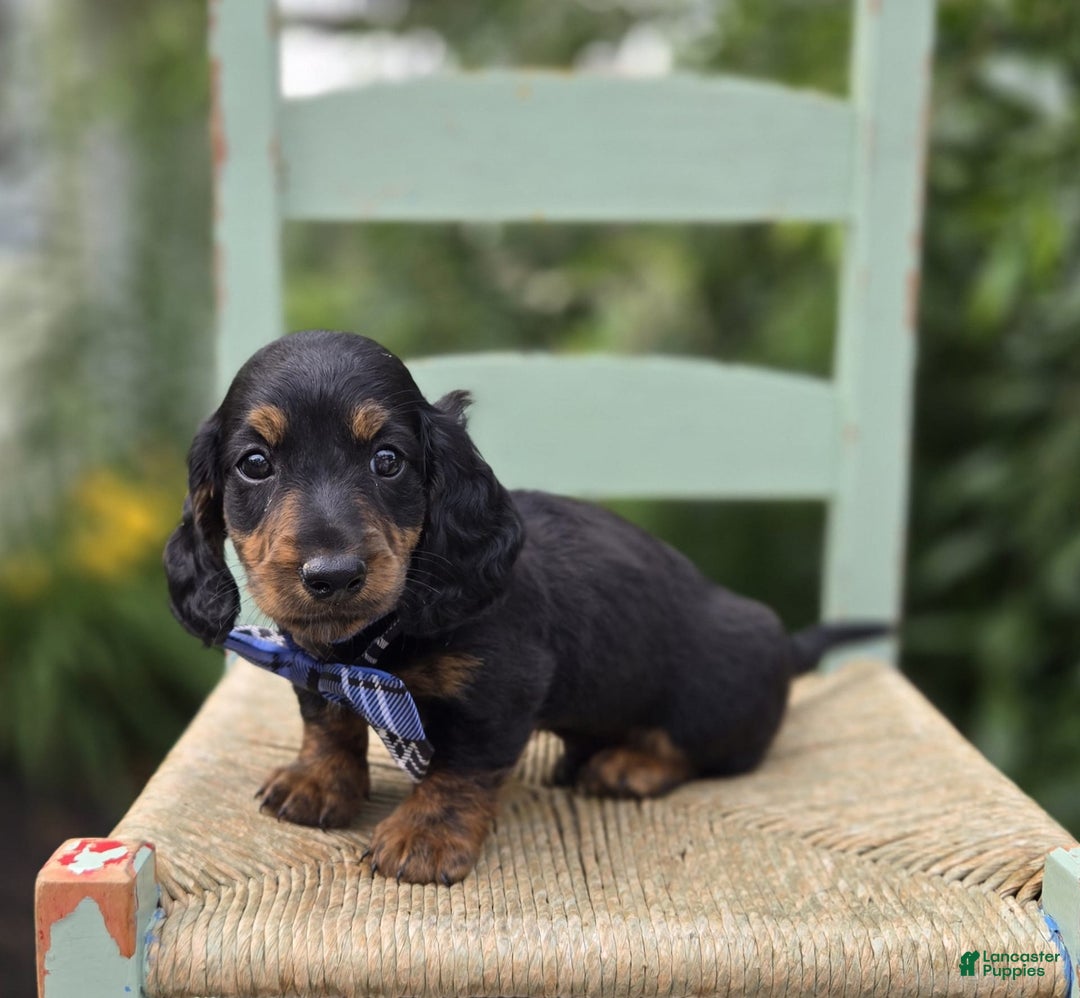 Miniature Dachshund dogs for sale: Bingo - Image 6