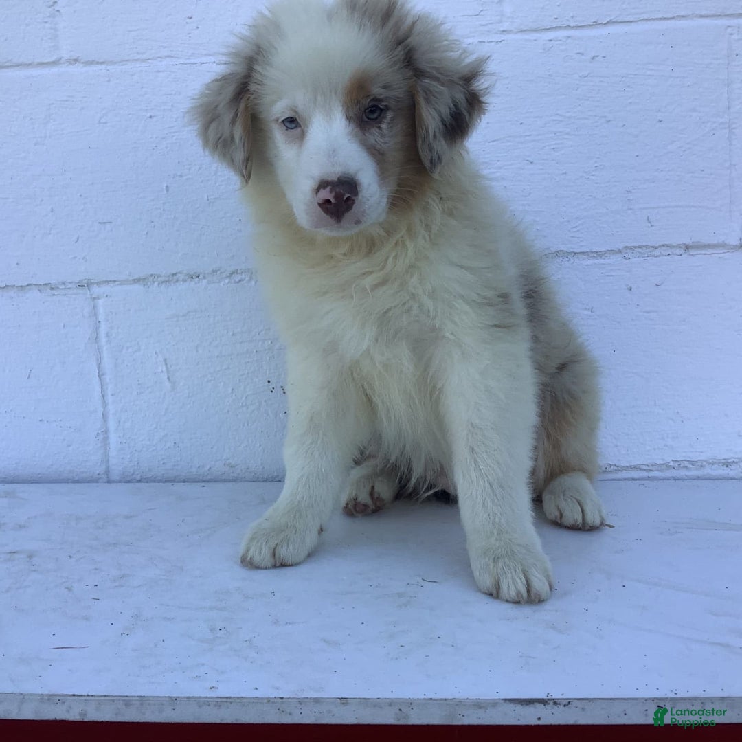 Australian Shepherd dogs for sale: Bradley - Image 4