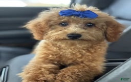 Mini Goldendoodle dogs for sale: Ami - Image 3