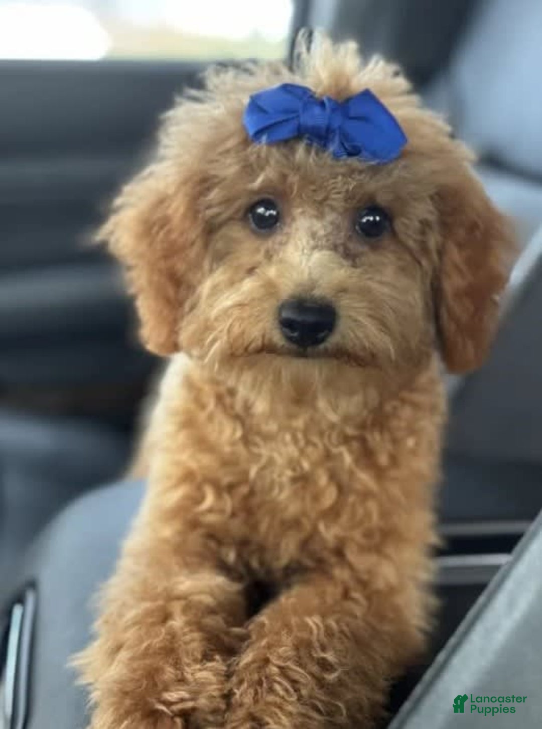 Mini Goldendoodle dogs for sale: Ami - Image 3