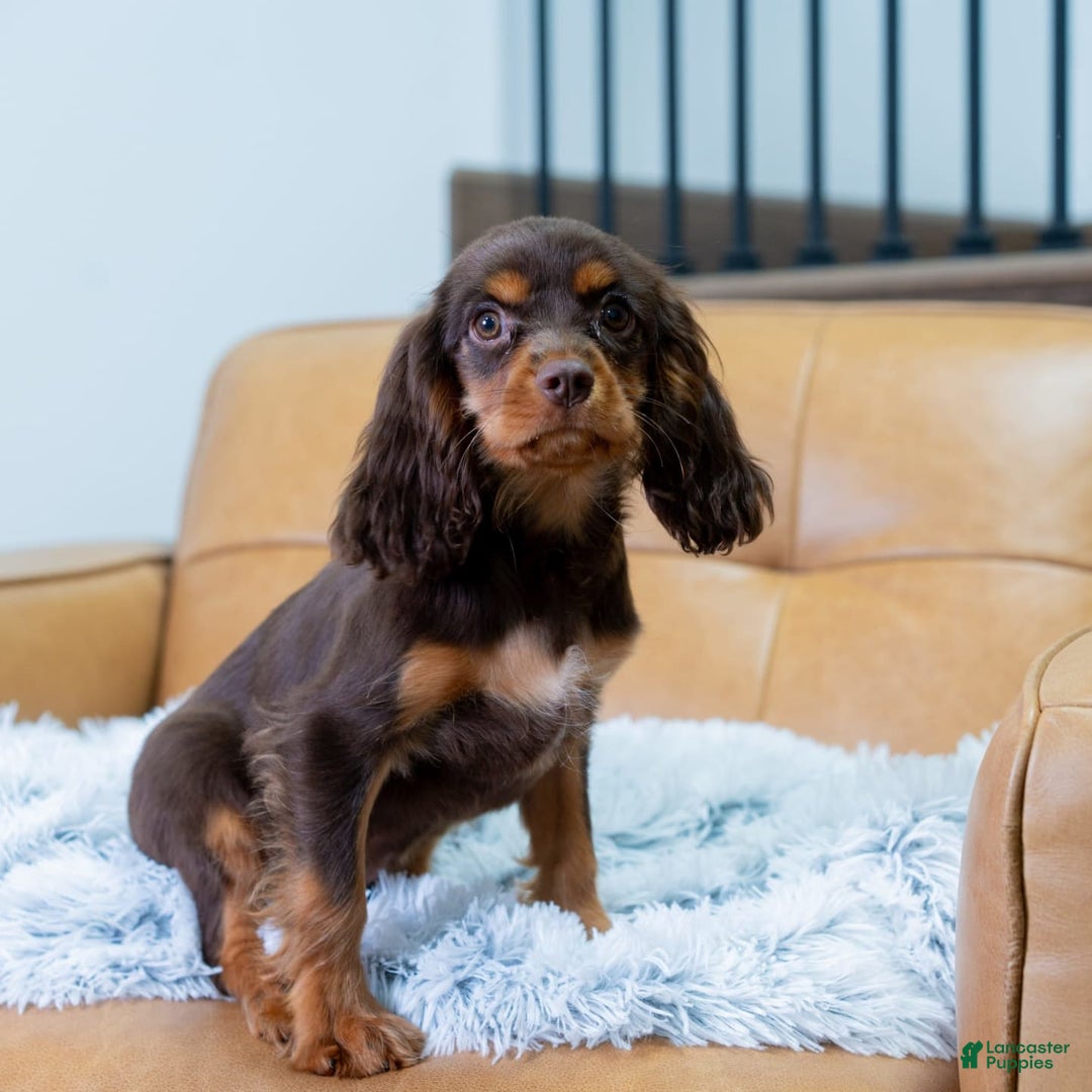 Cavalier King Charles Spaniel dogs for sale: Lance - Image 9