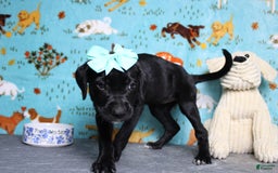 Labrador Retriever dogs for sale: Obsidian - Image 17