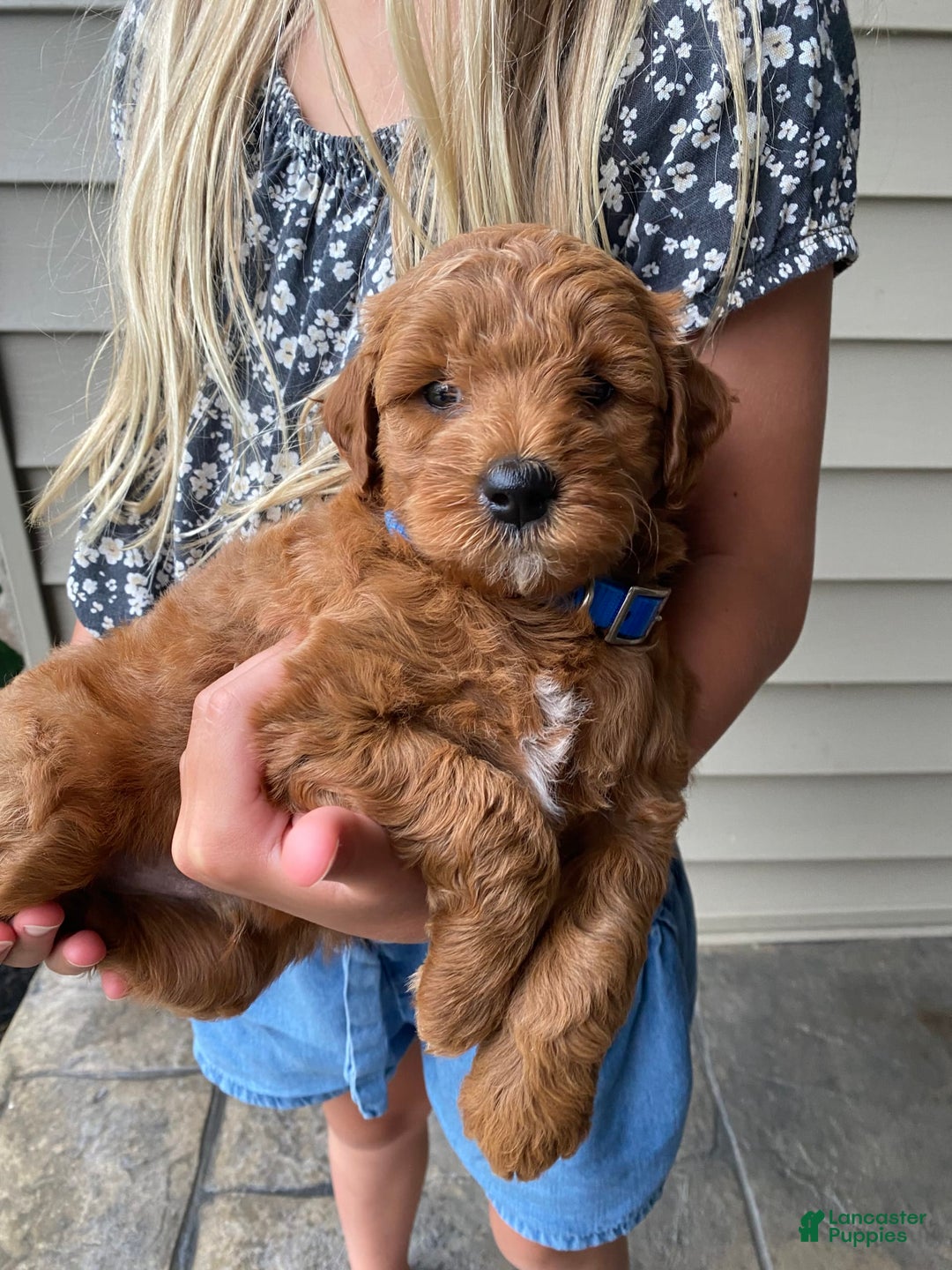 Mini Goldendoodle dogs for sale: Kai - Image 4