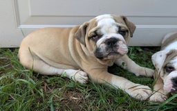 Olde English Bulldogge dogs for sale: Gillian - Image 13