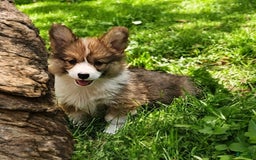 Welsh Corgi Pembroke dogs for sale: Trey Fluffy - Image 13