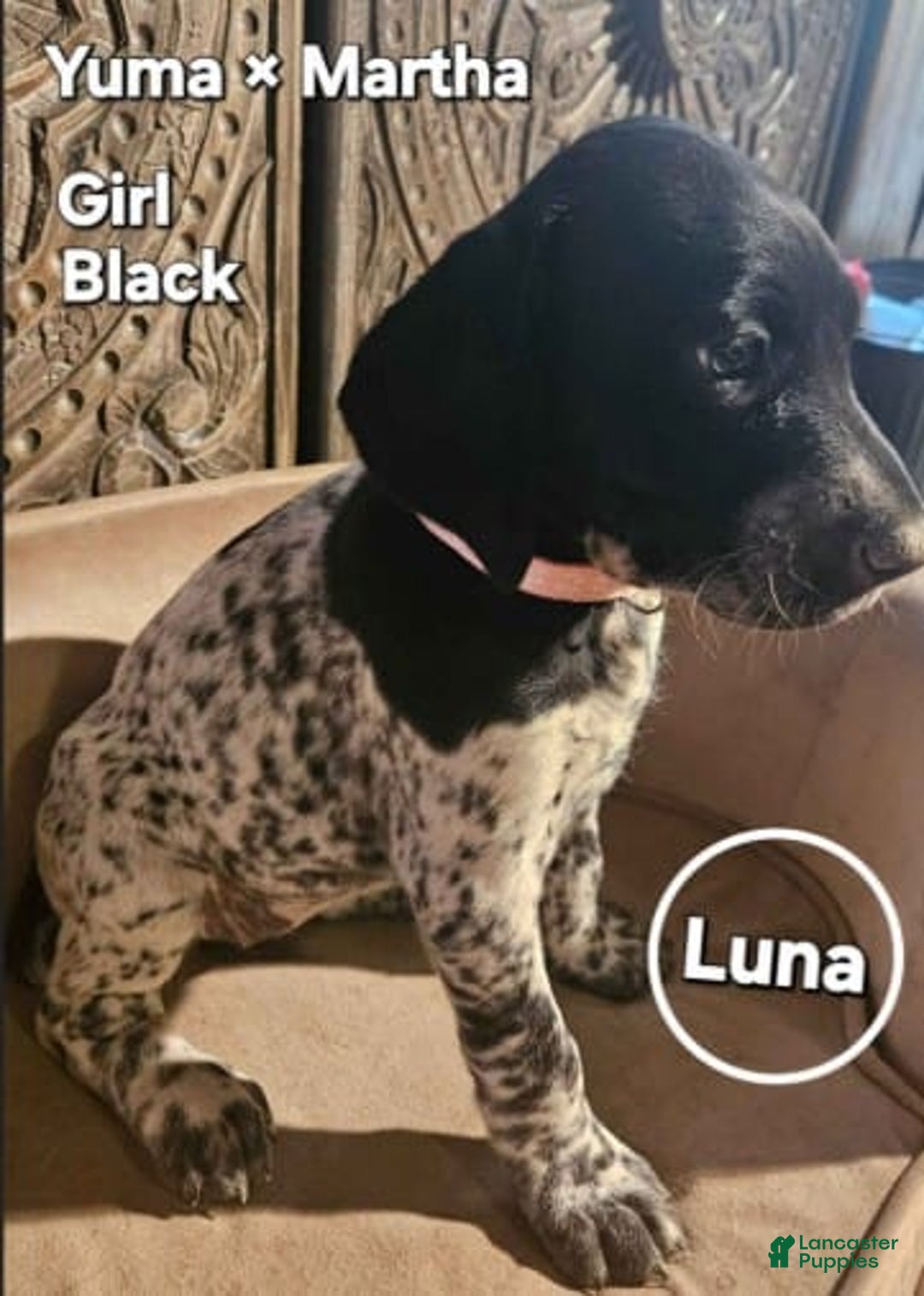 German Shorthaired Pointer dogs for sale: German Shorthaired Pointer 5 puppies - Image 1