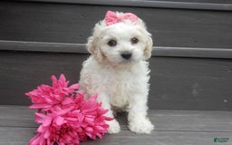 Cockapoo dogs for sale: Scarlet - Image 10