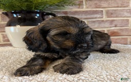 Cockapoo dogs for sale: Bandit - Image 2