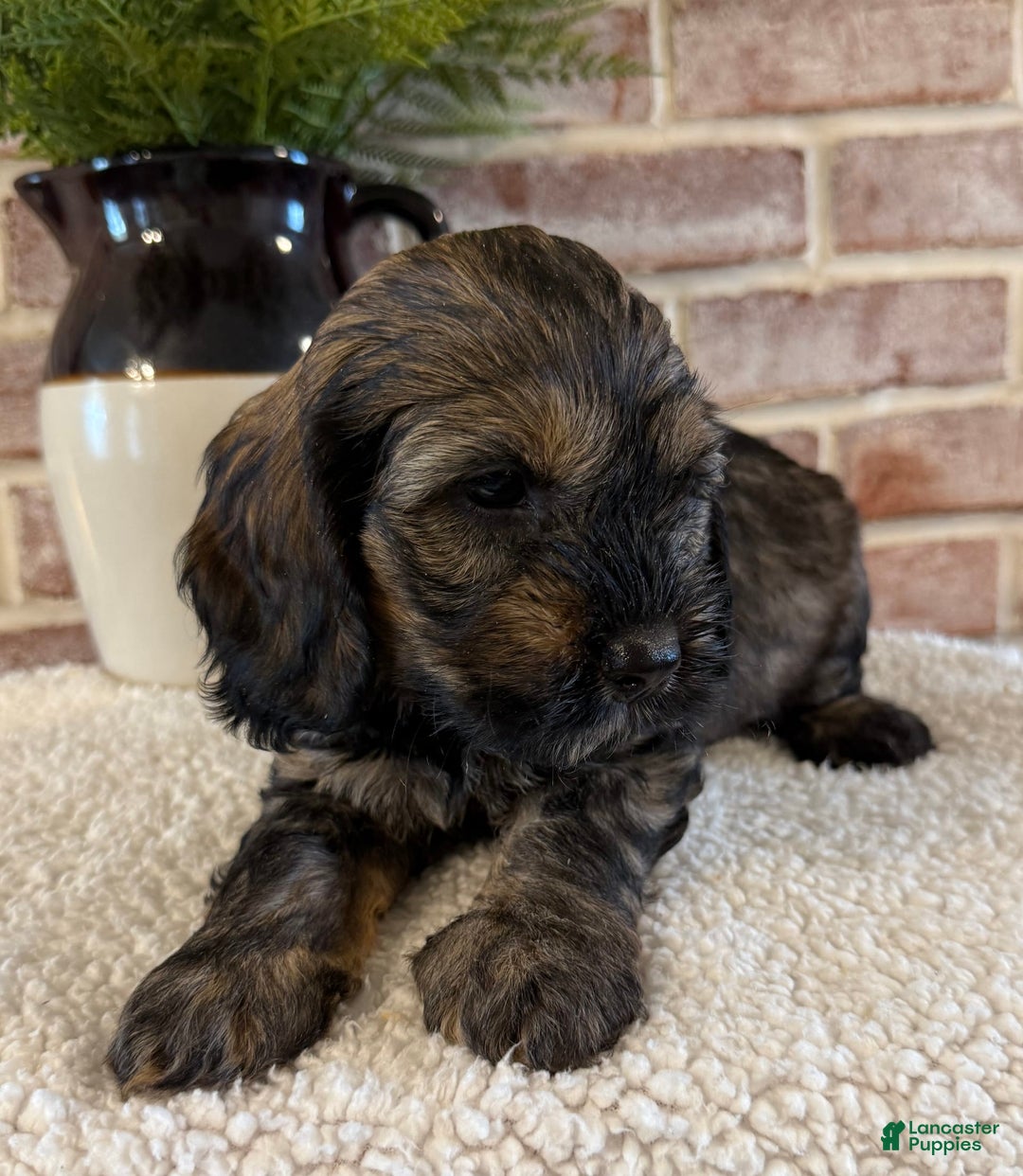 Cockapoo dogs for sale: Bandit - Image 2